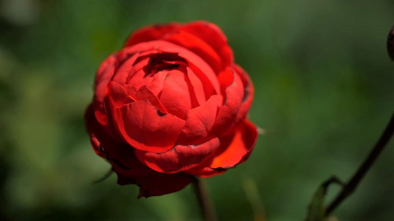 Get It Growing: Plants can make Mother’s Day even more special
